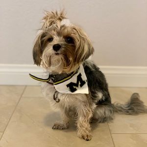 Michigan Dog Bandana